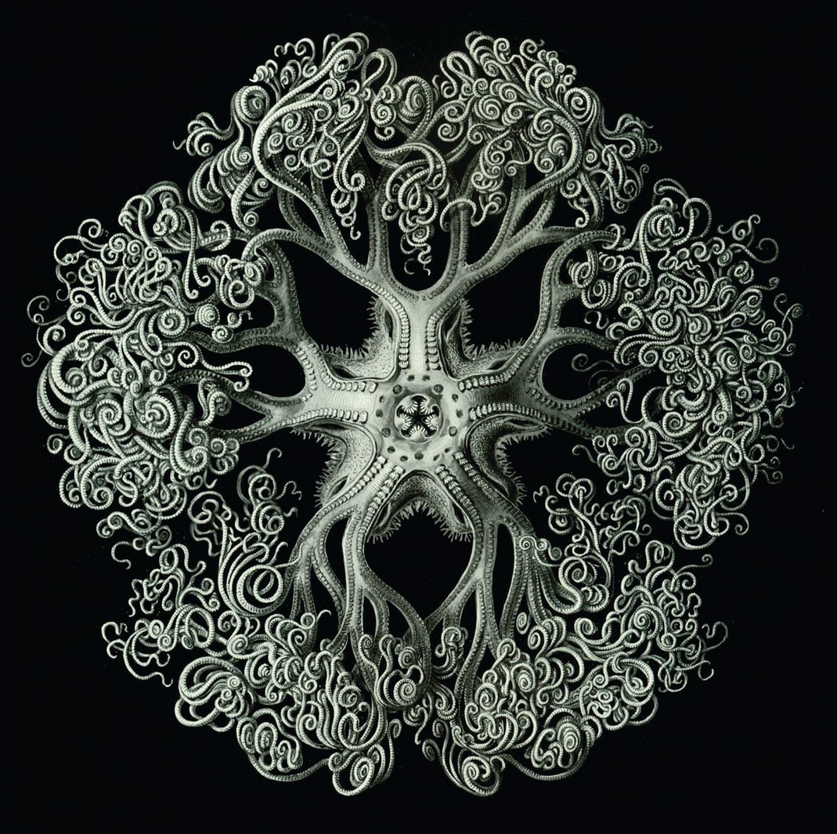 Ernsta Hekela māksla un zinātne. The Art and Science of Ernst Haeckel