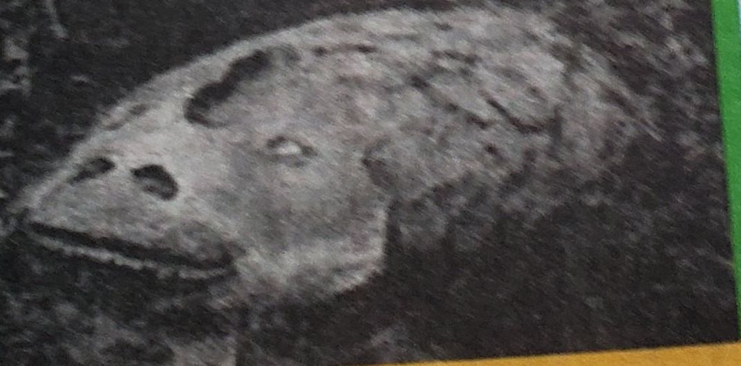 Alpu monstrs
