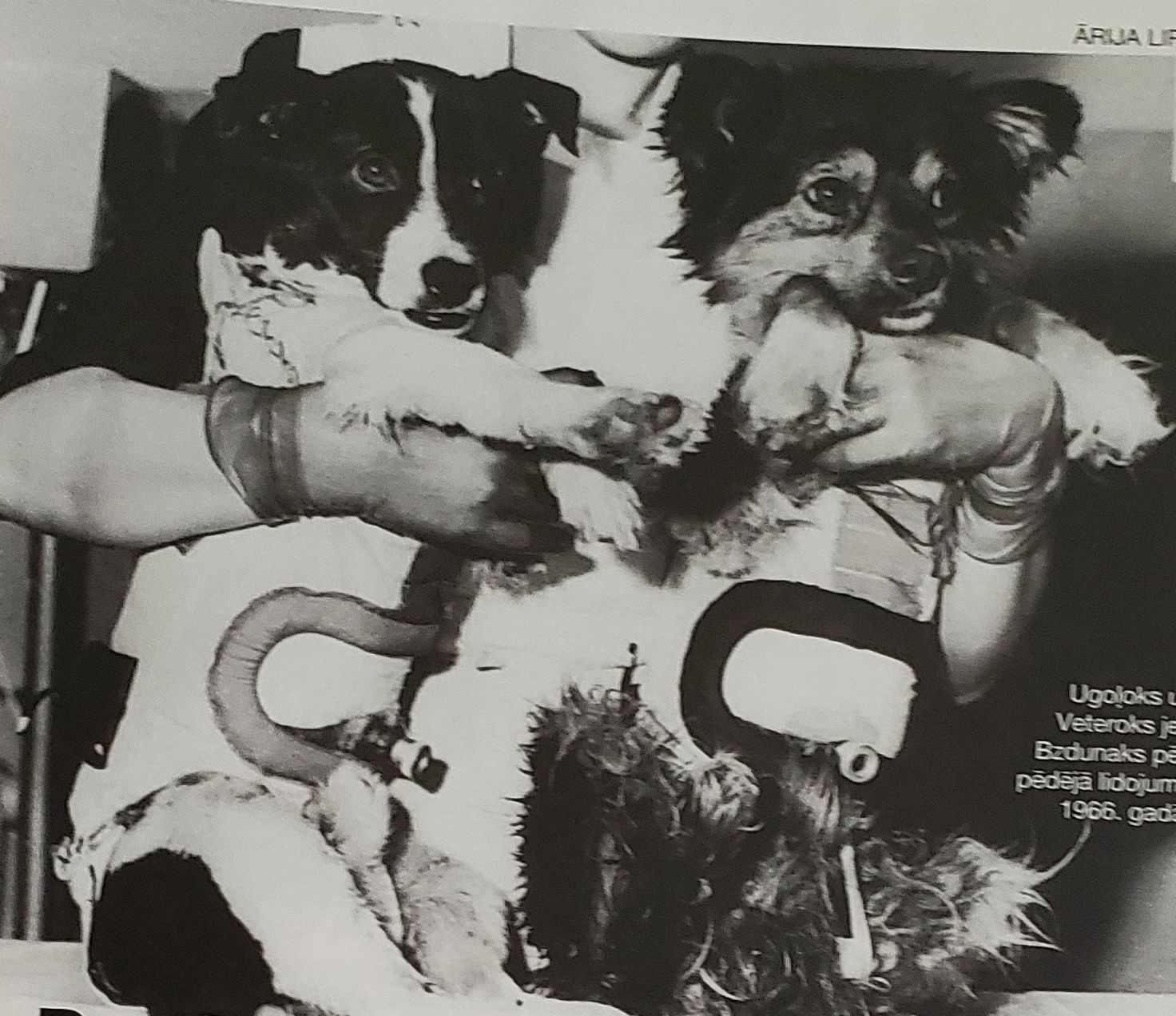 Patiesība par kosmosa suņiem, kuru slēpa 40 gadus