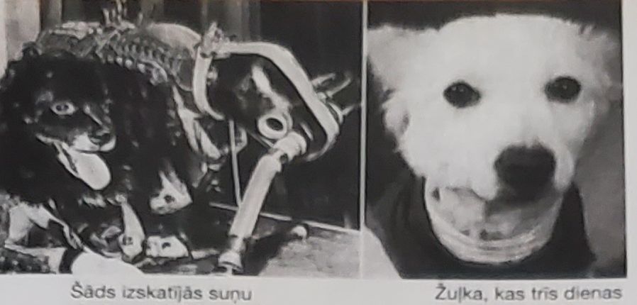 Patiesība par kosmosa suņiem, kuru slēpa 40 gadus