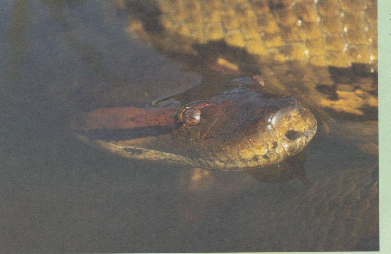 Nezināmie Gajanas kriptoīdi