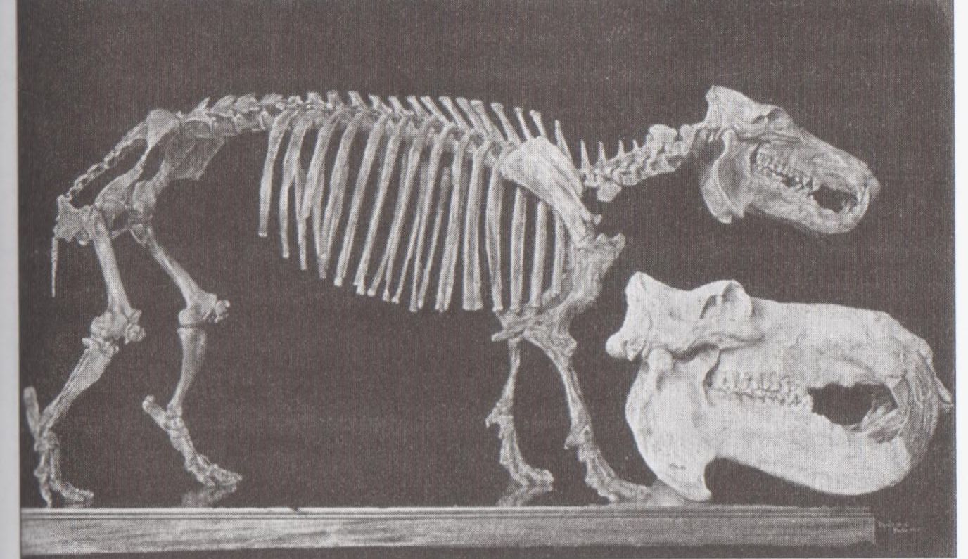 Neatminētais Patagonijas noslēpums