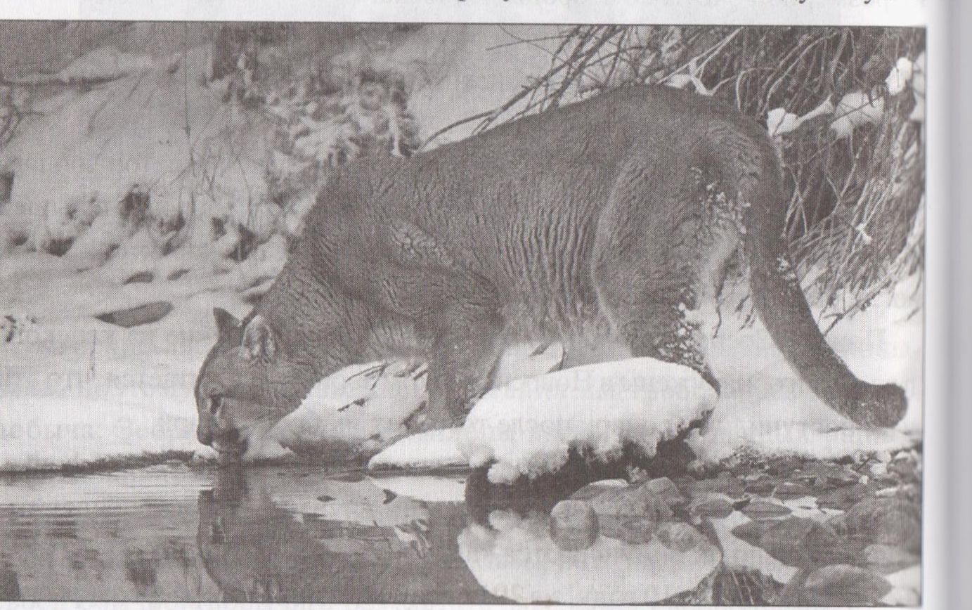 Neatminētais Patagonijas noslēpums