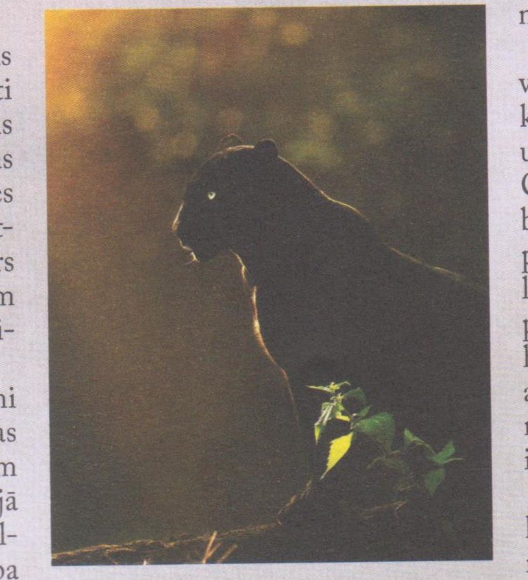 Bestija Eksmūra biedē Angliju