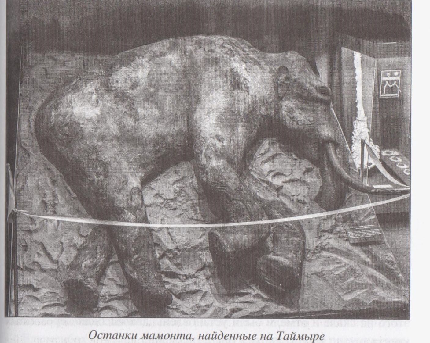 Vai var atdzīvināt mamutus?