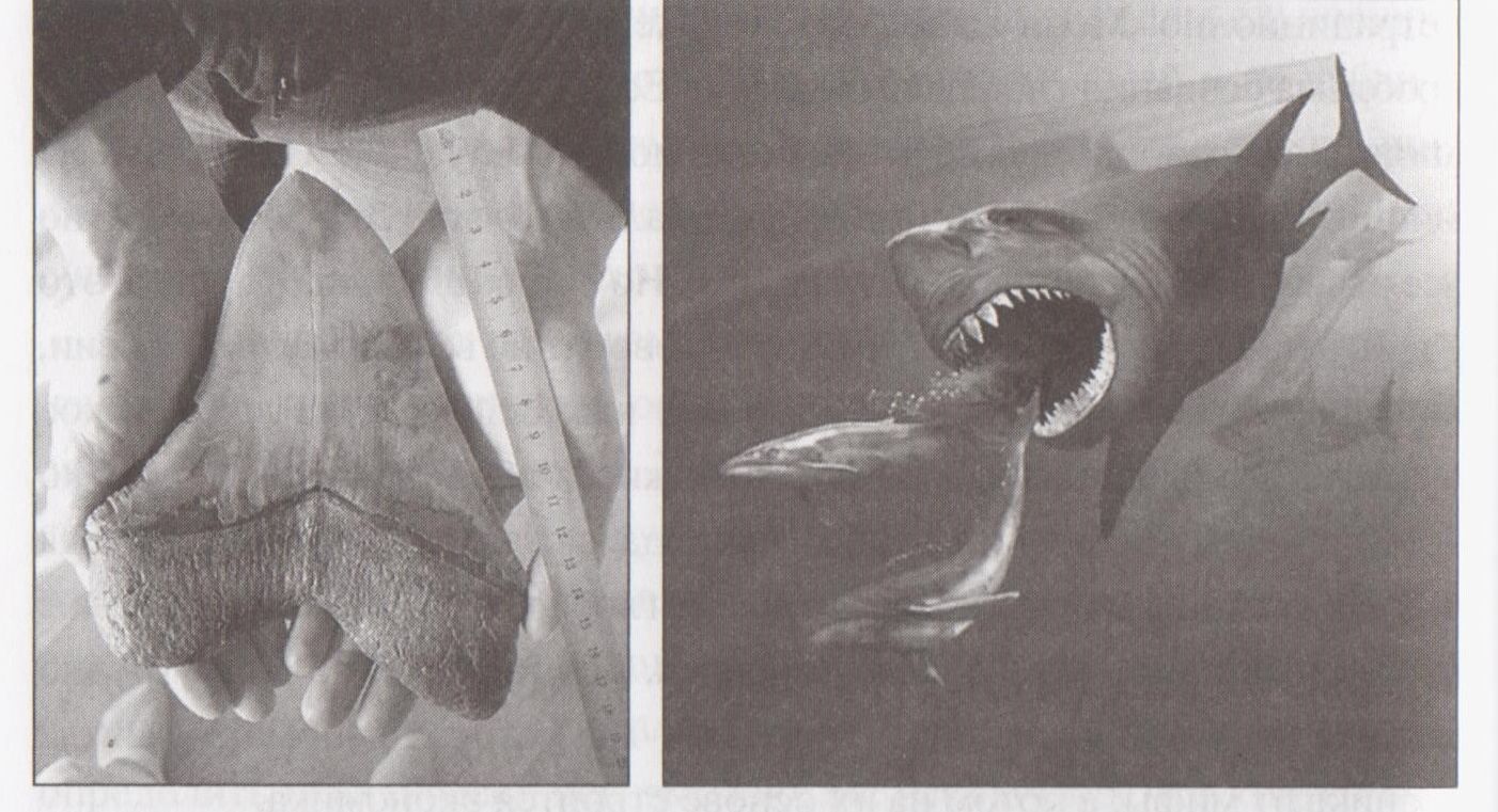 Lagarfloutas čūska