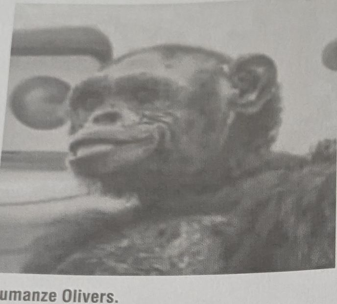 Amerikāņi jau sen sakrustojuši šimpanzi un cilvēku