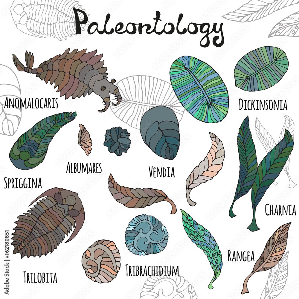 Ediakaras periods