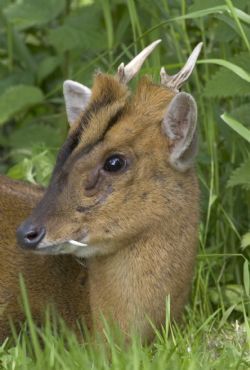 Muntjac3