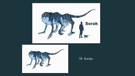 38-soraks